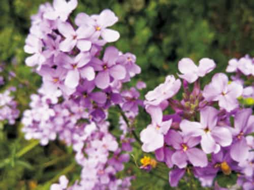 藍香芥